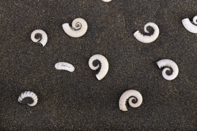Sable basaltique et coquilles de mollusques (Piha Beach, NZ)